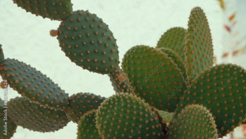 A Slow motion gimbal smooth close up shot of a beautiful cactus plant, Full HD A Slow motion gimbal smooth close up shot of a beautiful cactus plant, Full HD