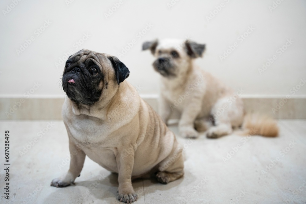 Cute bulldog on the floor indoors Cute bulldog on the floor indoors