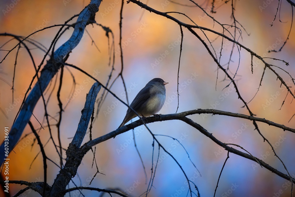 Closeup of a dark-eyed junco perched on a tree branch. Junco hyemalis. Closeup of a dark-eyed junco perched on a tree branch. Junco hyemalis.