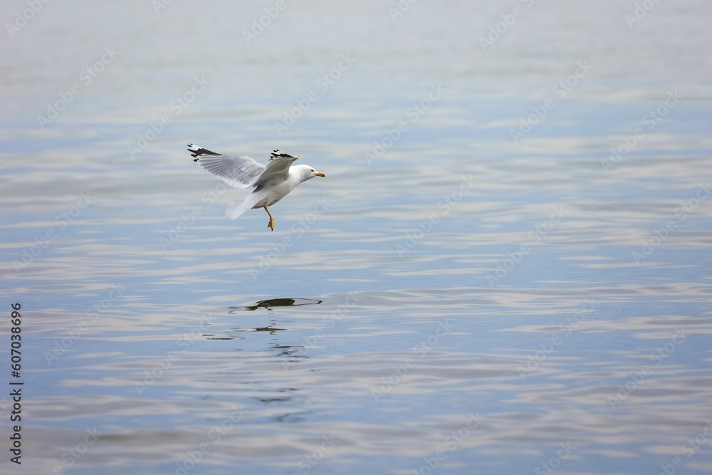 View of a beautiful Ring-billed Gull flying over a calm lake View of a beautiful Ring-billed Gull flying over a calm lake