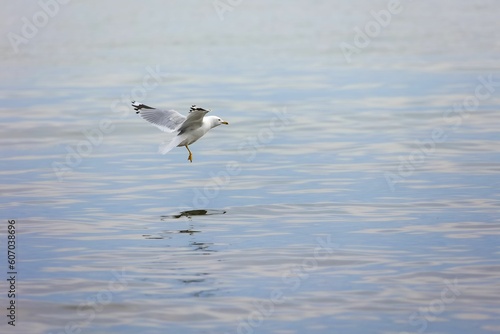 View of a beautiful Ring-billed Gull flying over a calm lake
