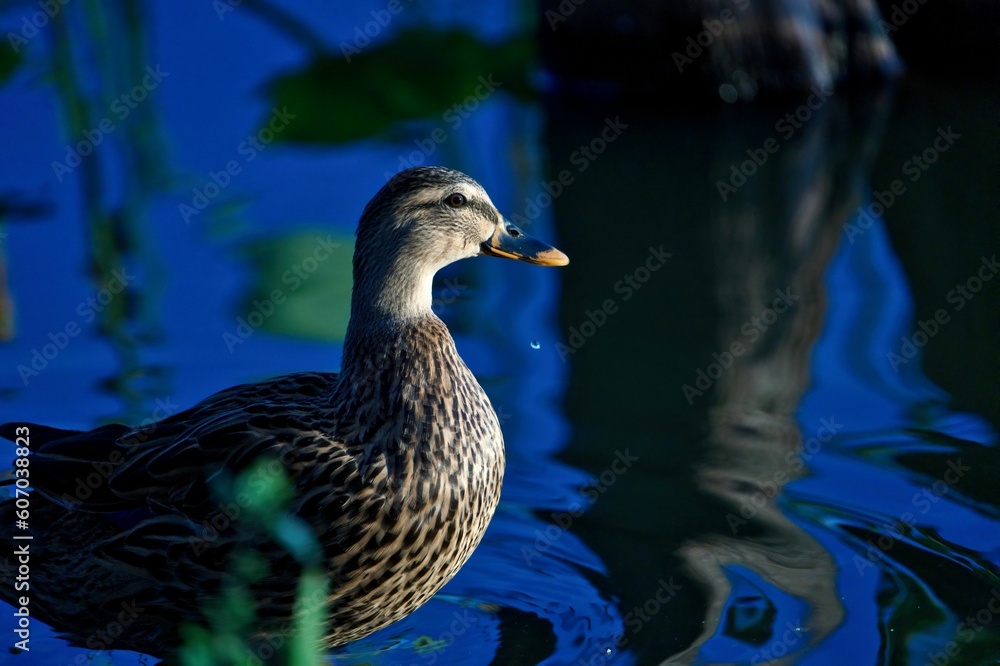 Fototapeta premium Closeup shot of a mallard duck on a calm shallow lake