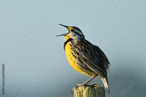 Closeup shot of a eastern meadowlark in the background of sky photo