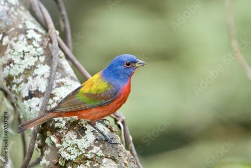 Painted bunting perching on a tree branch