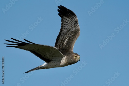 Flying Hen harrier against a clear blue sky