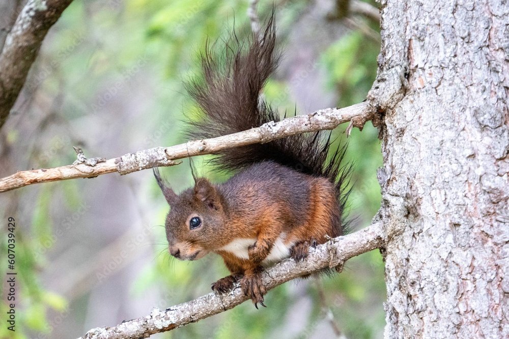 Common brown squirrel sitting on a branch of a tree, selective focus Common brown squirrel sitting on a branch of a tree, selective focus