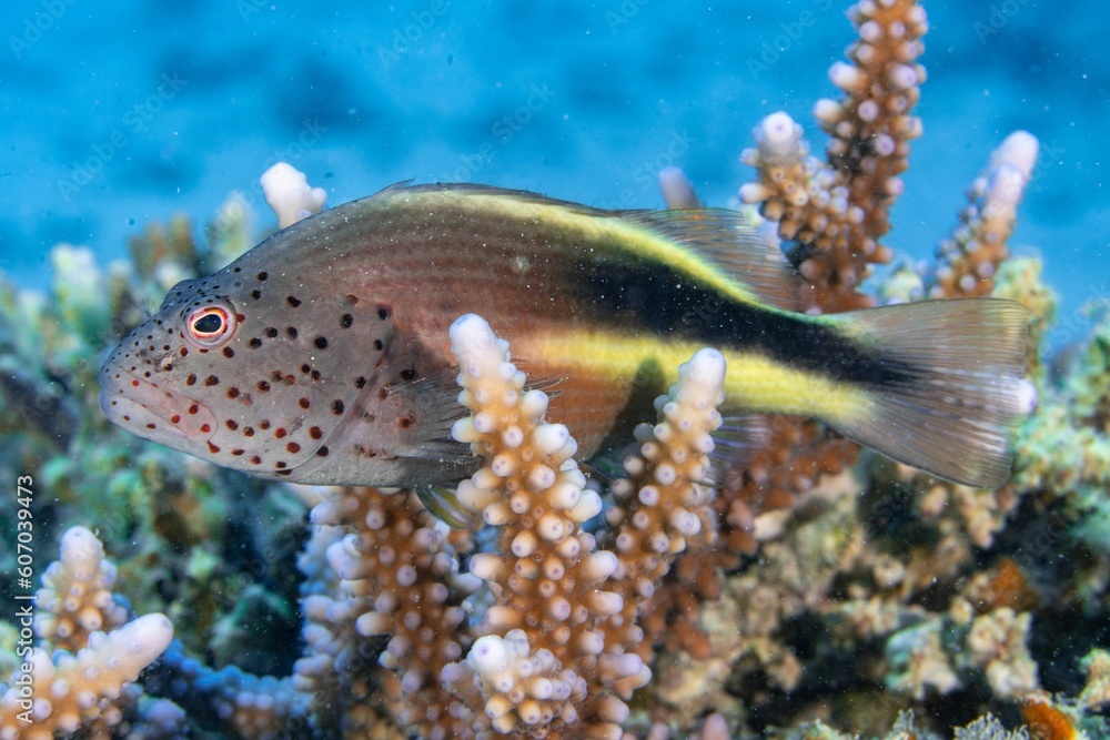 Freckled hawkfish swimming around a sharp textured coral reef under the sea Freckled hawkfish swimming around a sharp textured coral reef under the sea