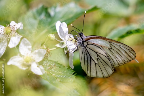 Canvas Print Black-veined white butterfly on a bramble plant, selective focus