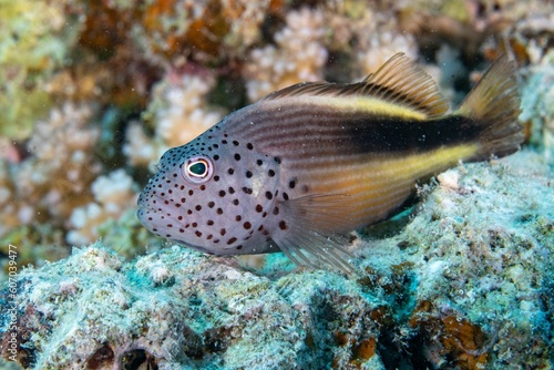 Freckled hawkfish swimming around a coral reef under the sea