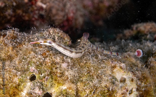 Schultz's pipefish swimming around a sharp textured coral reef under the sea photo