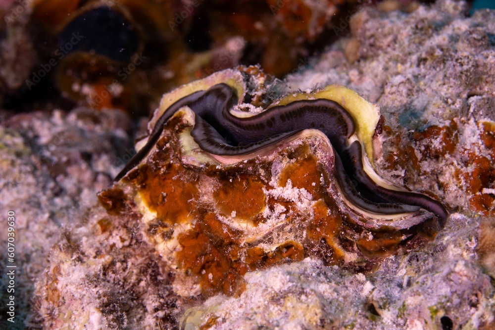 Closeup shot of a snake fish in a coral reef Closeup shot of a snake fish in a coral reef