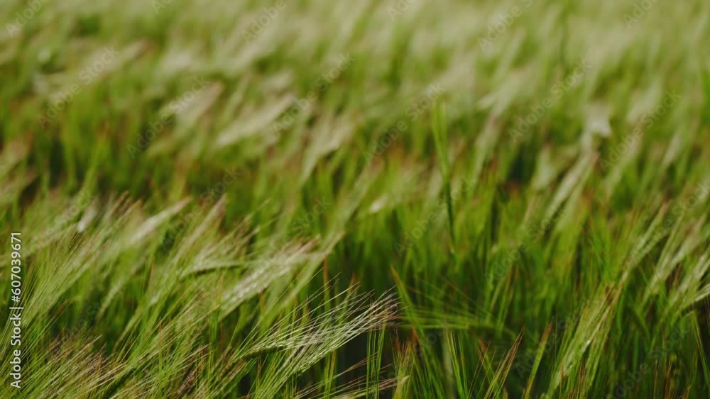 Wheat field, ears of wheat swaying from the gentle wind. green ears are slowly swaying in the wind close-up. View of ripening wheat field at summer day. Agriculture industry. Wheat field, ears of wheat swaying from the gentle wind. green ears are slowly swaying in the wind close-up. View of ripening wheat field at summer day. Agriculture industry.