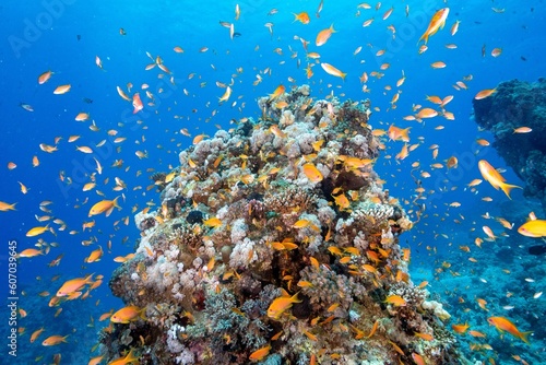 Closeup shot of fish at a coral reef
