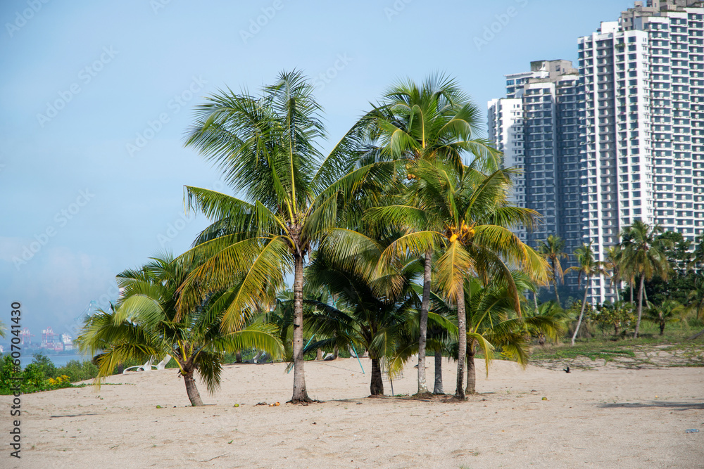 Fototapeta premium Coconut trees on the beach