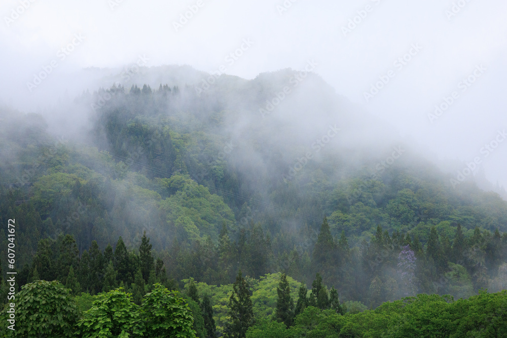 雨の日の森林　濃い霧