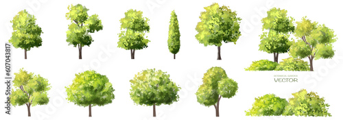 Vector watercolor green tree or forest side view isolated on white background for landscape and architecture drawing,elements for environment or garden,botanical element for exterior section in spring photo