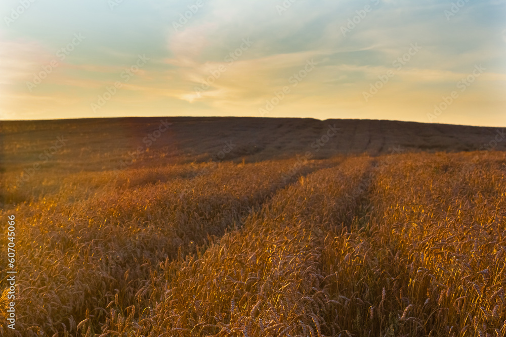 Wheat field. Ears of golden wheat. Rural Scenery under Shining Sunlight