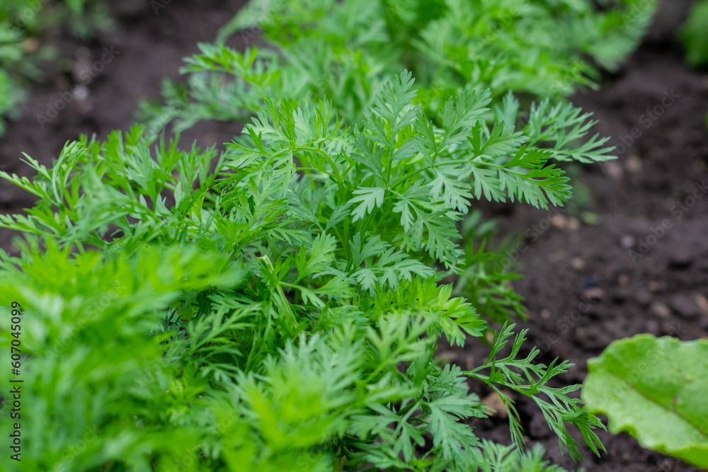 An agricultural field where a large number of carrots grow. Green carrot sprouts on the field for food. Organic food. An agricultural field where a large number of carrots grow. Green carrot sprouts on the field for food. Organic food.