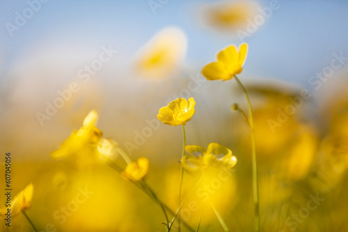 A close up of pretty buttercups on a sunny spring day