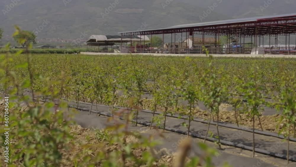 images of fruit seedlings irrigated with drip irrigation images of fruit seedlings irrigated with drip irrigation