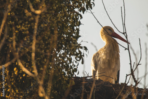 heron at sunset
