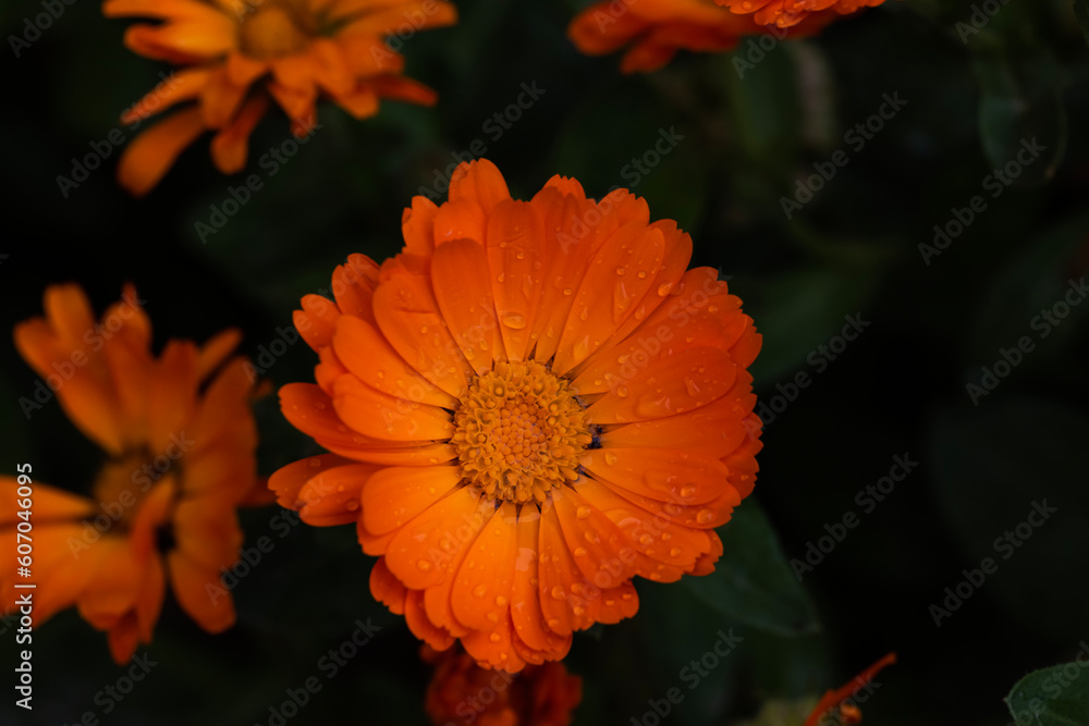 orange flower orange flower