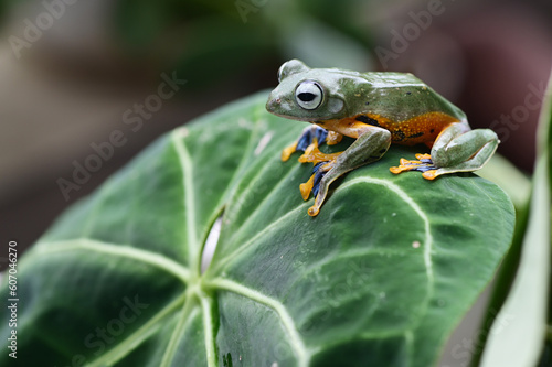 Close up Funny action of the green tree frog Rhacophorus reinwardtii on a leaf
