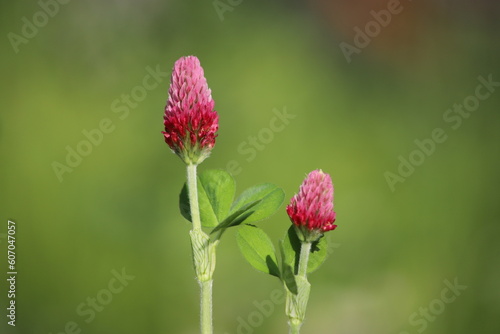 Crimson clover (Trifolium incarnatum) - close up of rich red flowers and green leaves, Gdansk, Poland