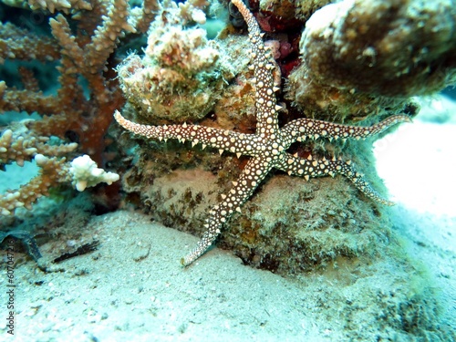 red sea starfish on a rock