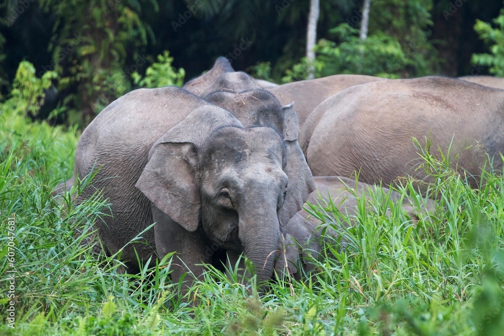 Asian elephants in tropical rainforest of Borneo, Malaysia 