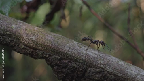 Bullet ant in the Amazon rainforest
