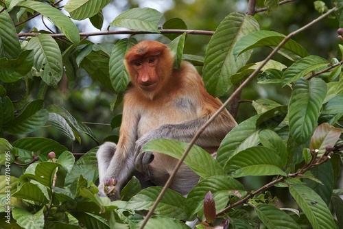 Photography Portrait of a proboscis monkey or long-nosed monkey resting on a tree branch in