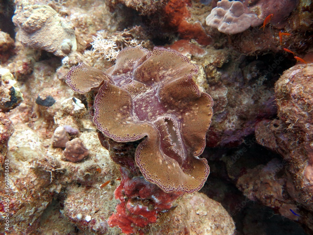 Red sea colorful giant clam shells Red sea colorful giant clam shells