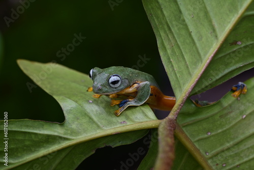 Close up Funny action of the green tree frog Rhacophorus reinwardtii on a leaf
