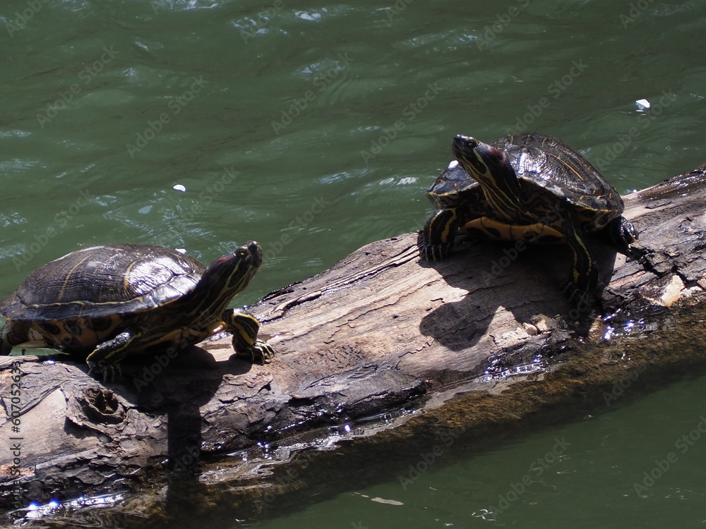 Fototapeta premium 水辺のカメ