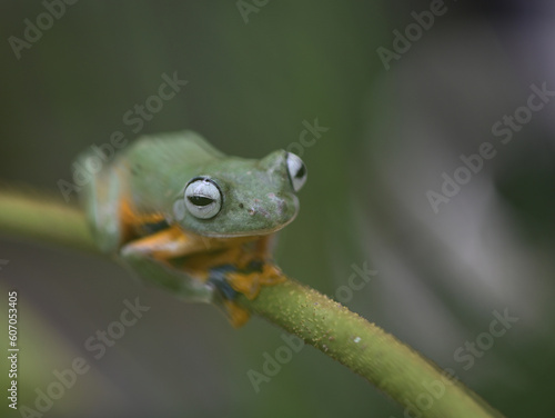 The green tree frog Rhacophorus reinwardtii on a leaf