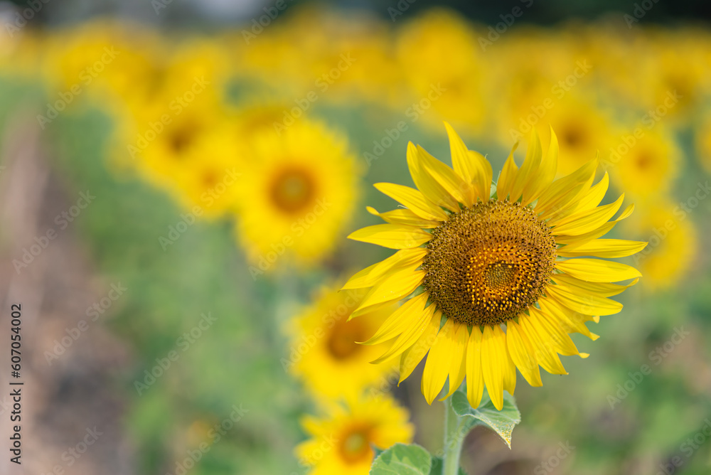Fototapeta premium Closed up sunflower blooming as natural background for wallpaper
