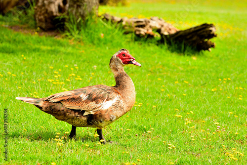 pato criollo (Cairina moschata)