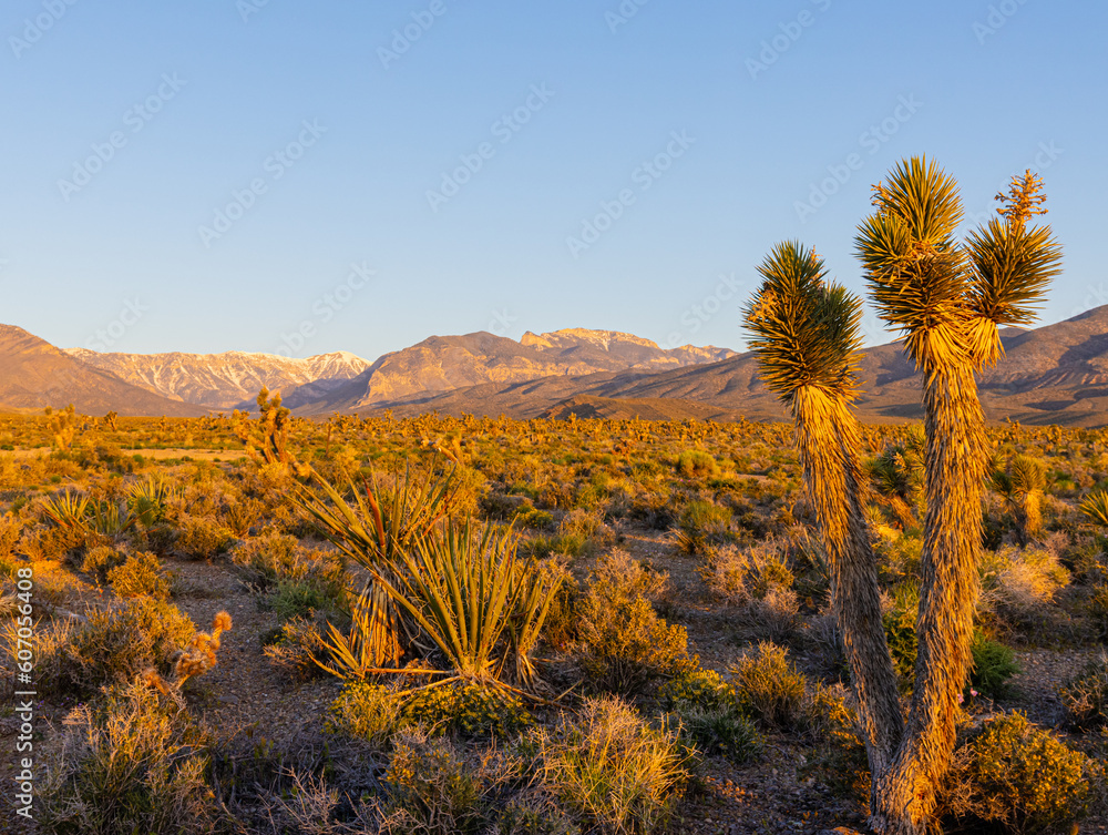 Sunrise on The Mojave Desert With The Spring Mountain Range, Red Rock Canyon National Conservation Area, Nevada, USA