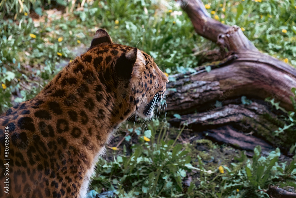 Obraz premium Snapshot of a Jaguar Looking at his Prey