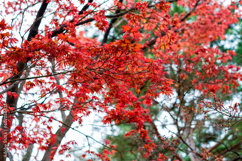 Autumn colorful red maple leaf under the maple tree Autumn colorful red maple leaf under the maple tree