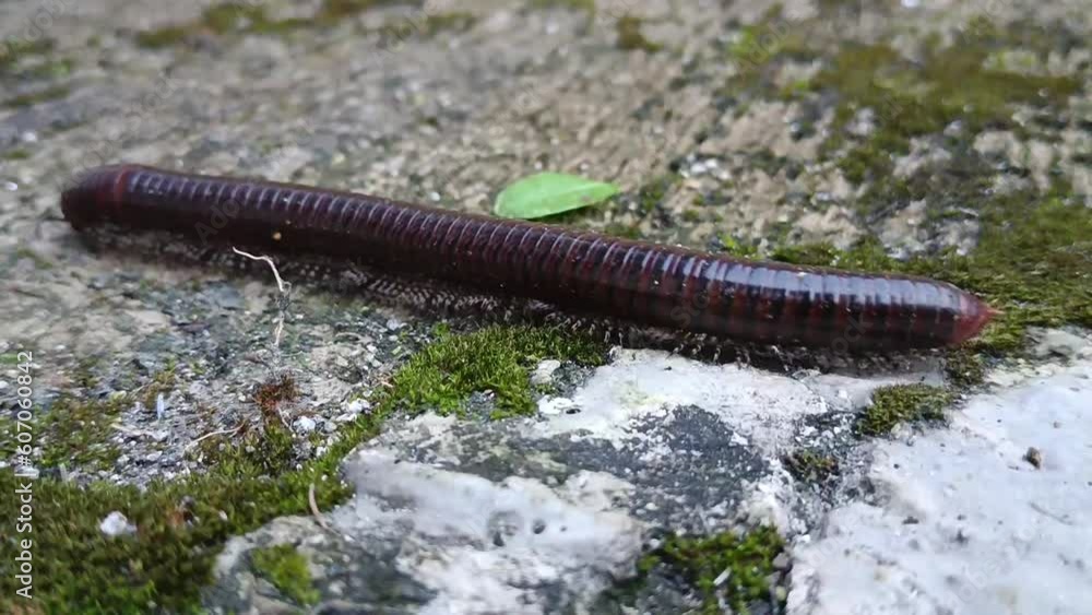 Diplopoda walking on concrete path Diplopoda walking on concrete path