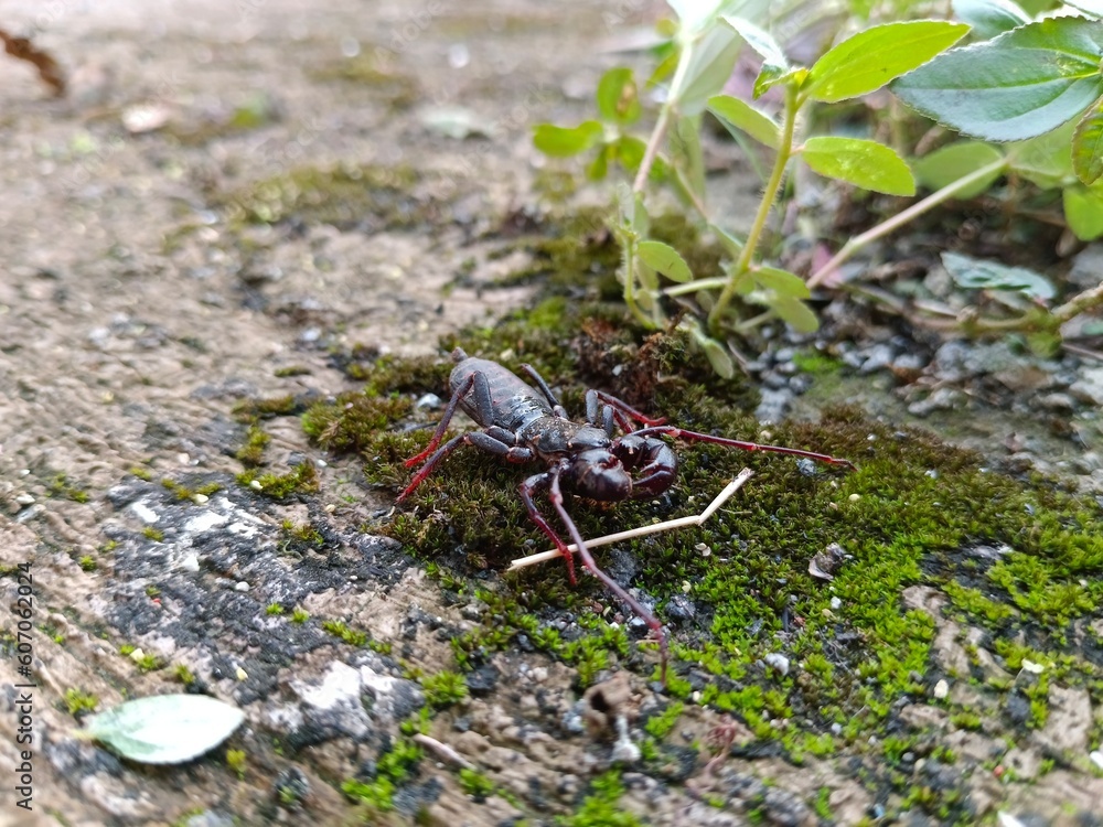 Portrait of an insect named ketonggeng or whip scorpion Portrait of an insect named ketonggeng or whip scorpion