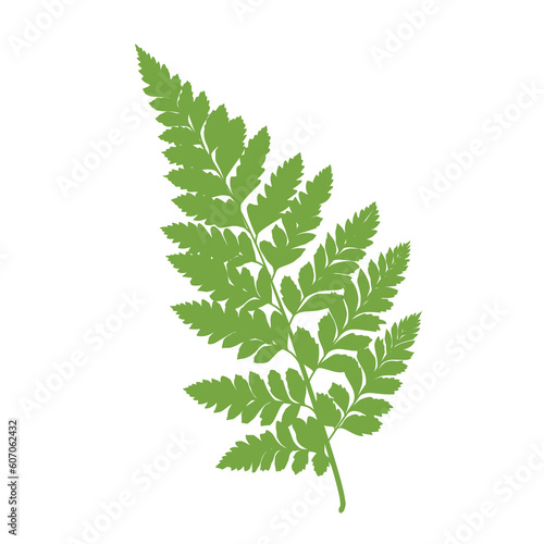 Illustration of aesthetic fern leaves 