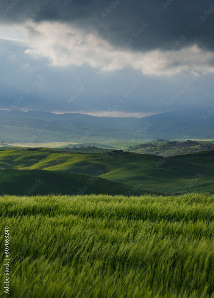 Tuscany fields in springtime, sunrise foggy mood,, Val d'Orca, Pienza region
