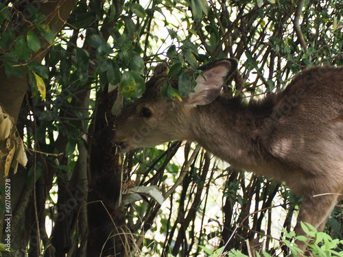 野生のシカ