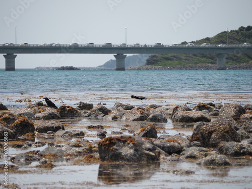 橋と海