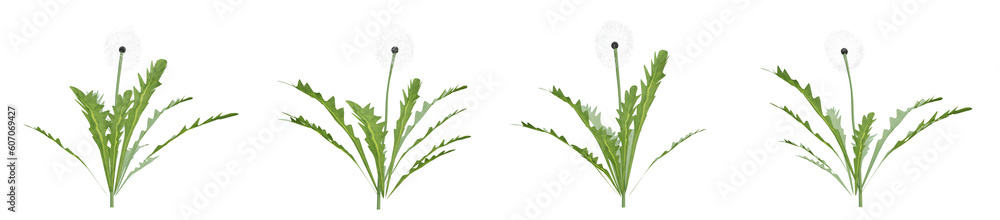 Flowers plant on transparent background, nature meadow, 3d render illustration. Flowers plant on transparent background, nature meadow, 3d render illustration.
