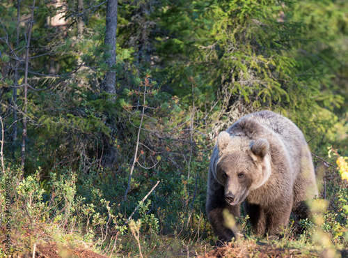 A view of brown bear