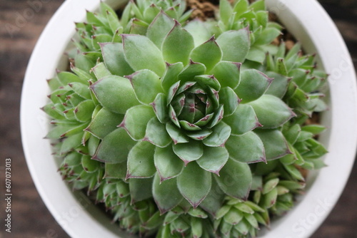Beautiful succulent pot